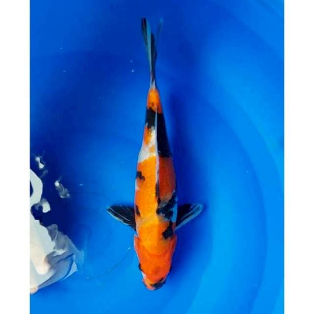 Showa Doitsu 28cm (M)