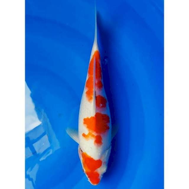 Original kohaku 30cm (F)