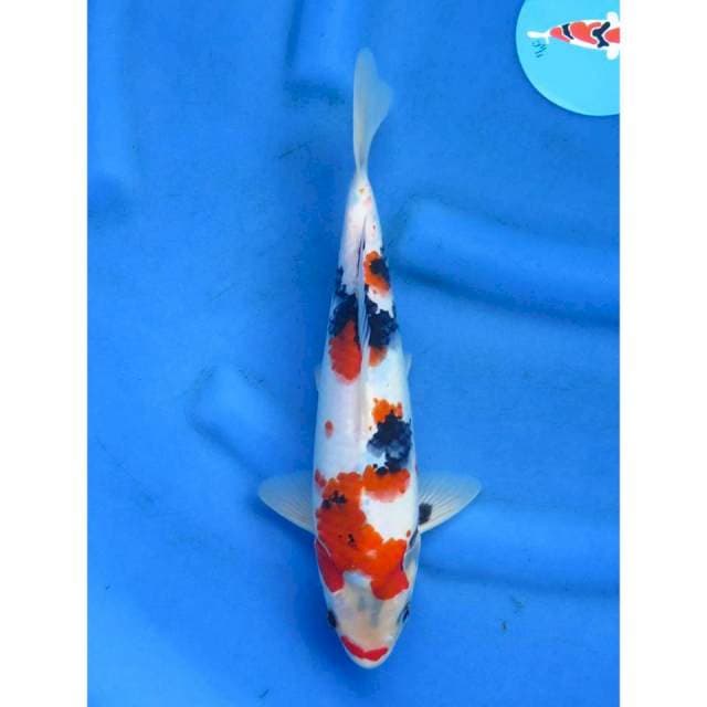 Kindai Showa Tategoi - 32cm