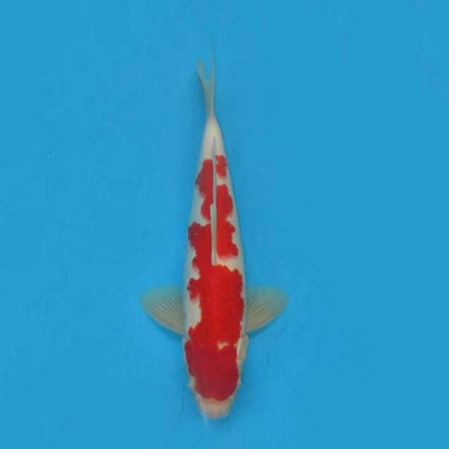 Red kohaku ,, tosai 