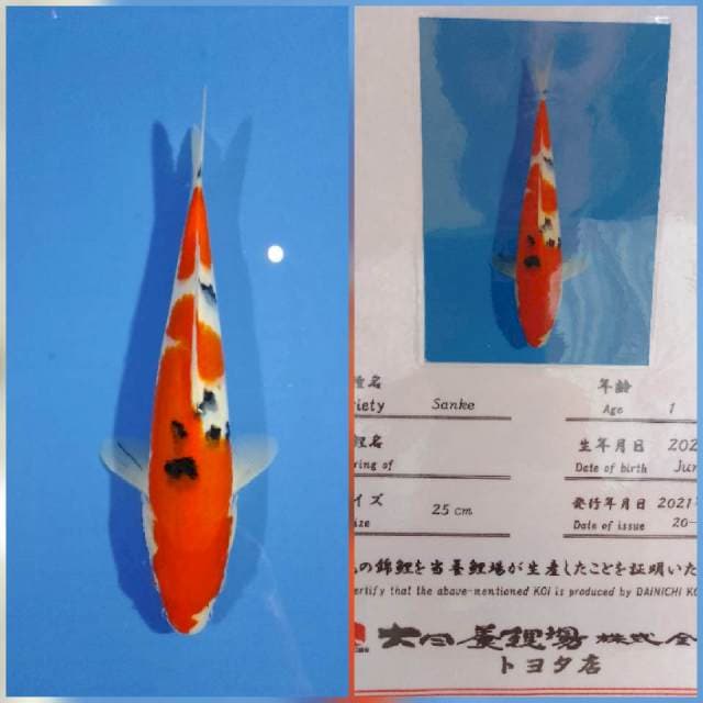 Sanke dainichi