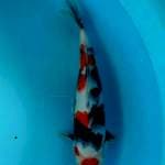 Showa Maruten Tsubo Sumi