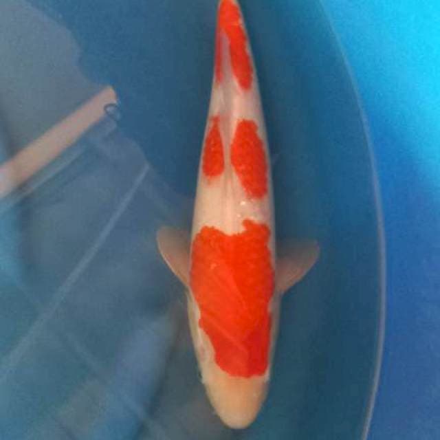 Kohaku