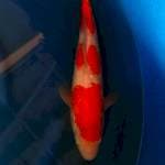 Kohaku