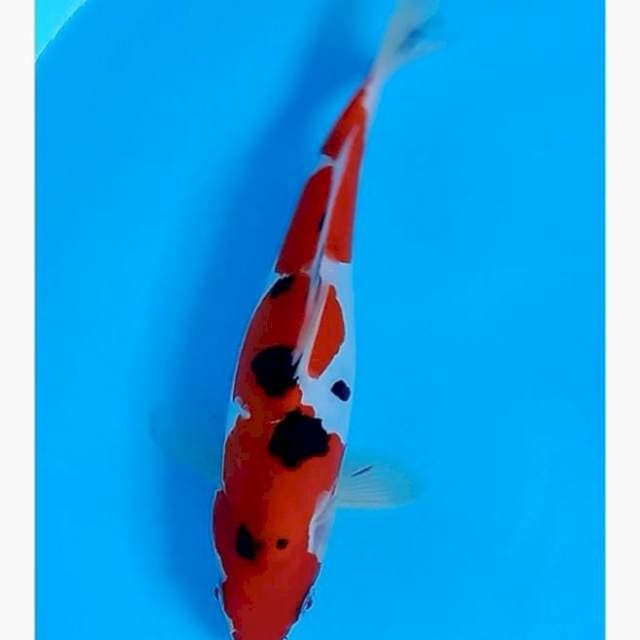 Sanke doitsu