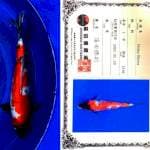 Aruku 04 - Showa Doitsu Import Shinoda Koi Farm