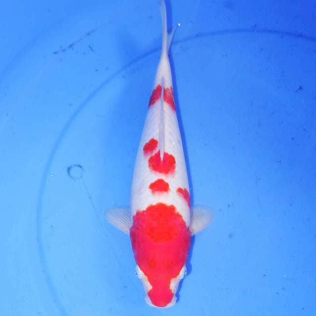 RAUNDO KOHAKU 31cm