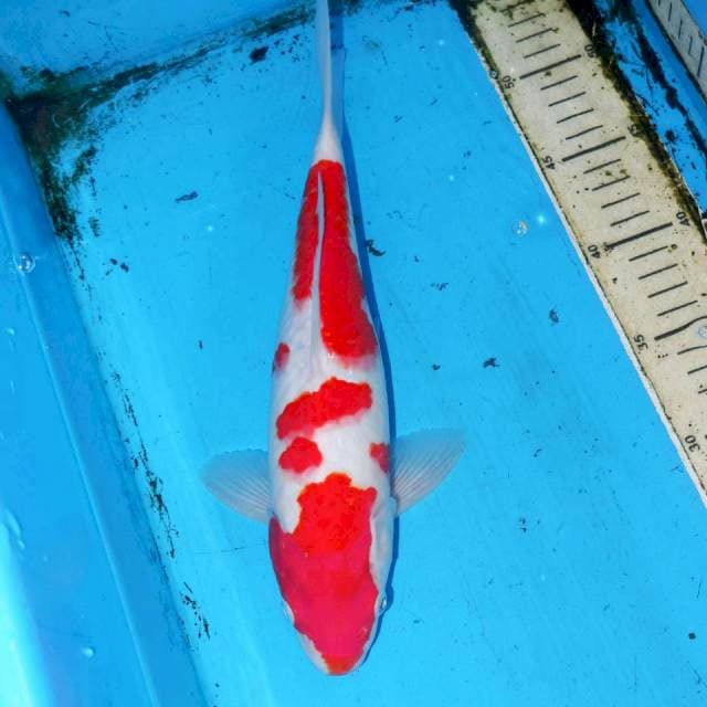 NOBORU KOHAKU 32cm