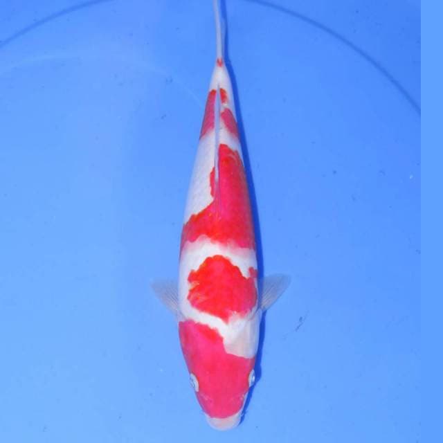 YONDAIME KOHAKU 30cm