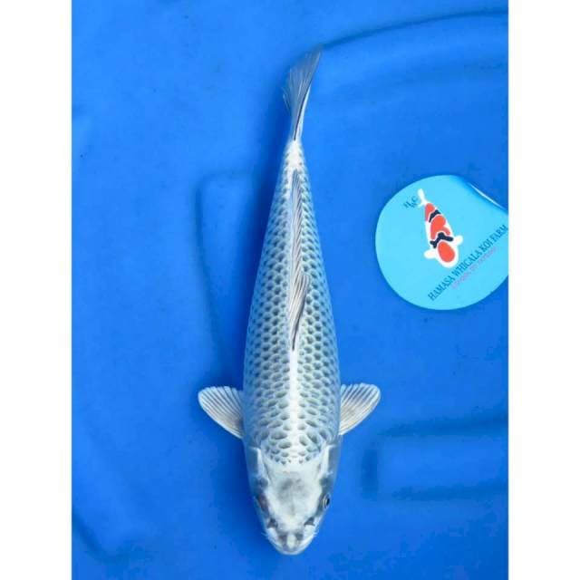 32cm - Mukasi Ring Tategoi