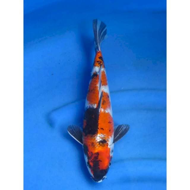 31cm - Kin Showa