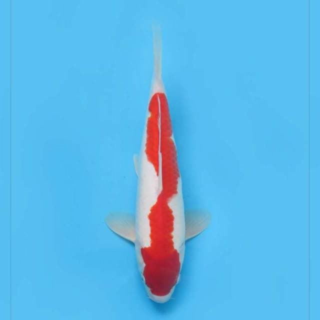 Kohaku f1 original ,, tosai 