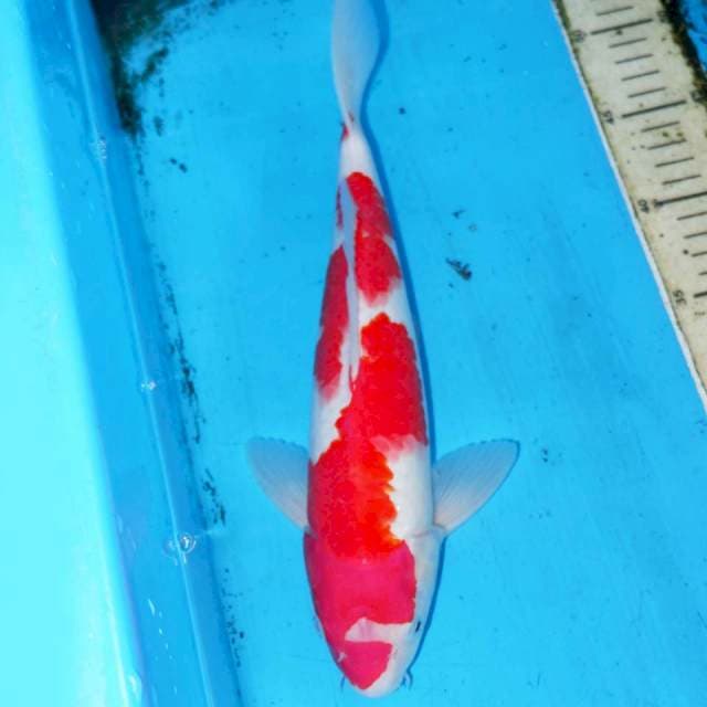 33cm KOHAKU 