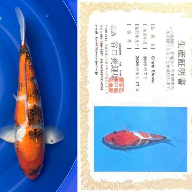 Aruku 05 - Showa Ginrin Import Taniguchi Koi Farm