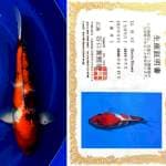 Aruku 05 - Showa Ginrin Import Taniguchi Koi Farm