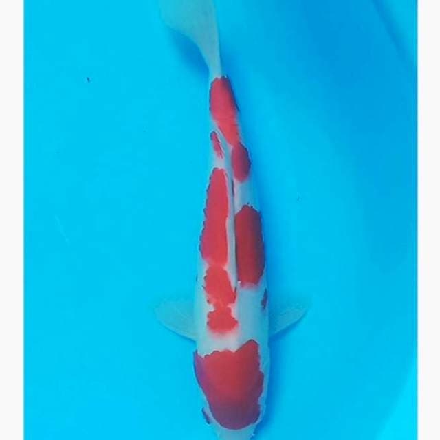 Kohaku
