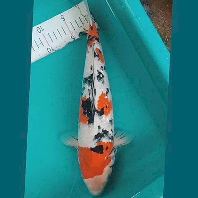 Sanke Ginrin Bulky 38cm
