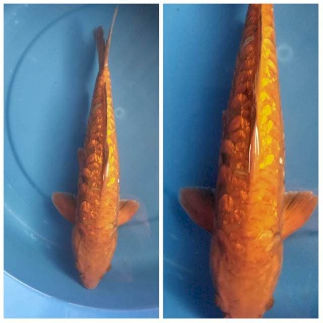 CHAGOI ARAGOGE 37 CM