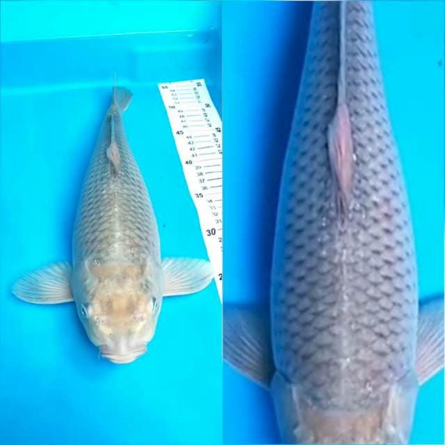 Soragoi 37 cm