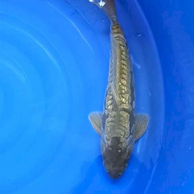midori jumbo f1 44cm 