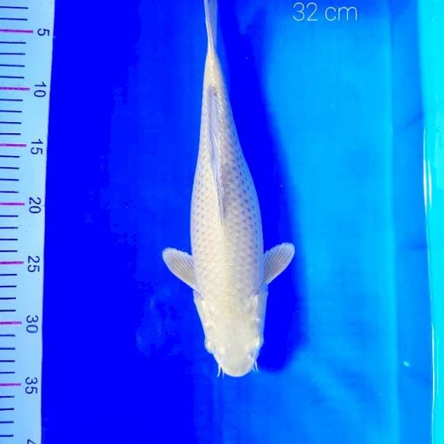 A. Midori 32 cm