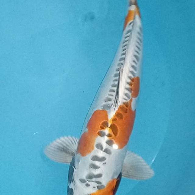 Kiko antik