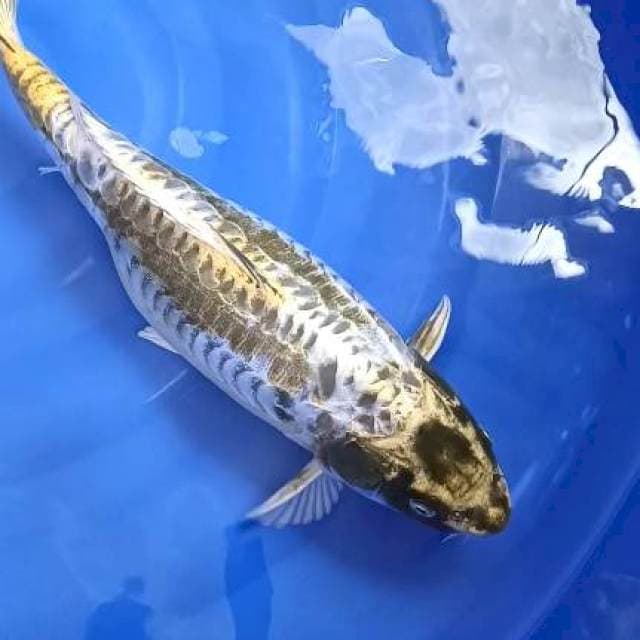 kiko f1 45cm