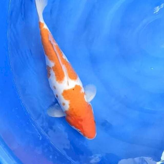 kohaku 44cm
