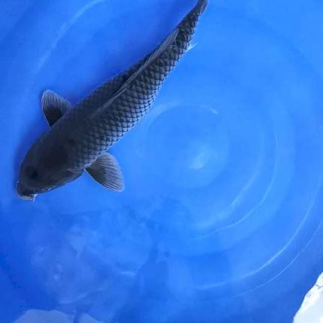 soragoi f1 46cm