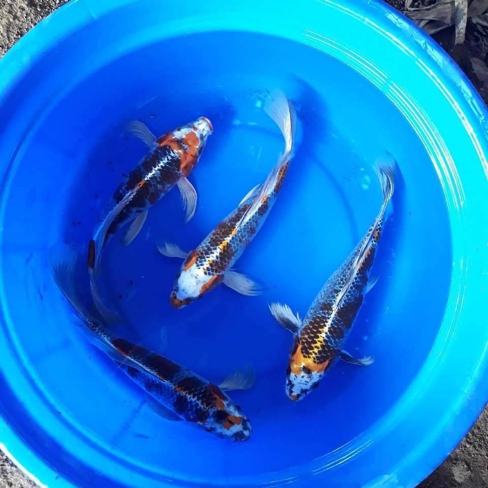 4 EKOR KUMPAY 35 CM UP