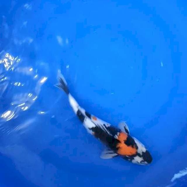 showa 39cm betina
