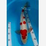 Kohaku jantan
