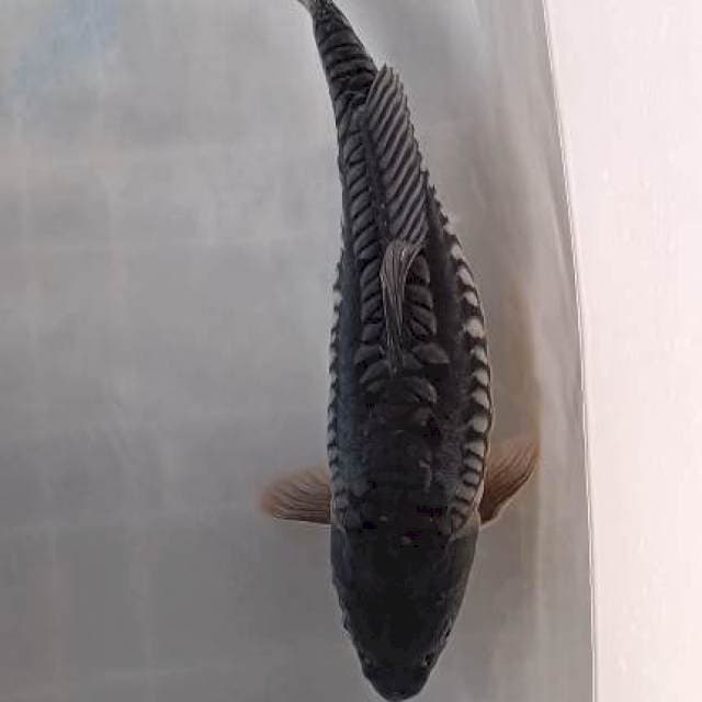 soragoi f1 44cm sisik rapi sekali