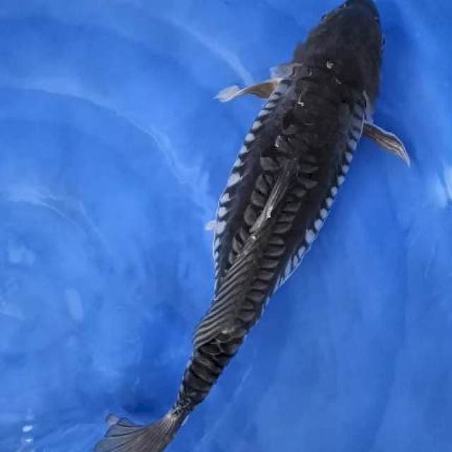 soragoi f1 44cm sisik rapi sekali