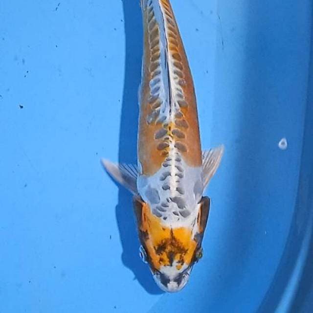Kikoriu