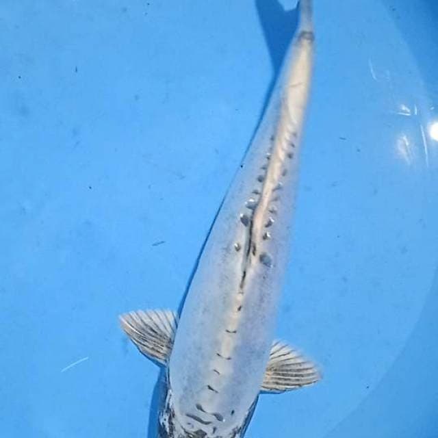 Kawarimono