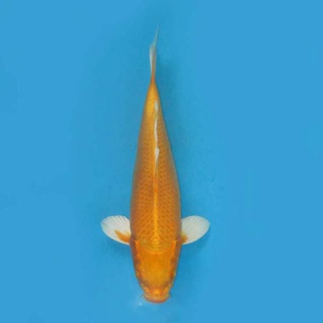 Yamabuki ogon ,, tosai 