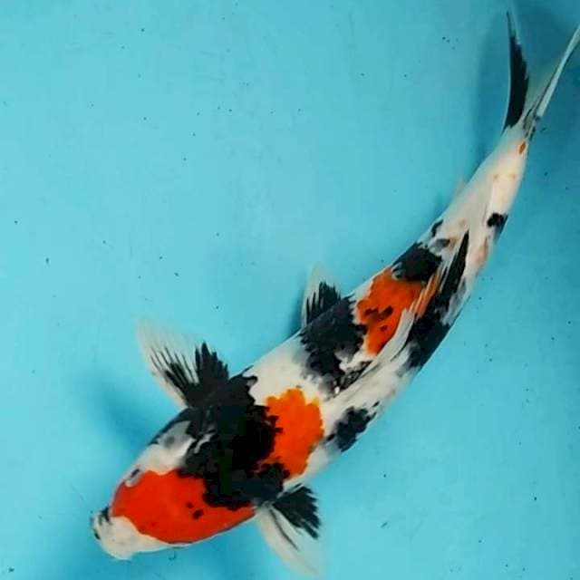 Showa motogoro 35cm