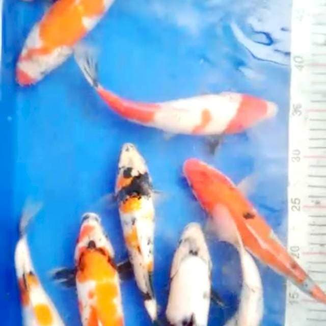 Paket murah showa 20 - 25 cm