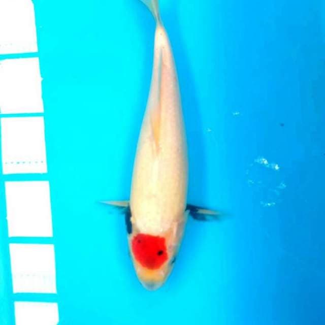 Tancho showa 34cm..lumayan siip