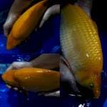 Karasi Calon Monster 45BU