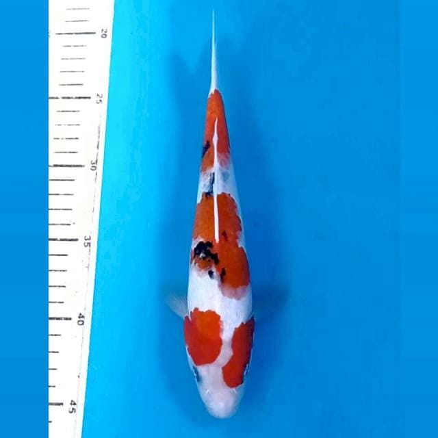 Sanke, 24 cm