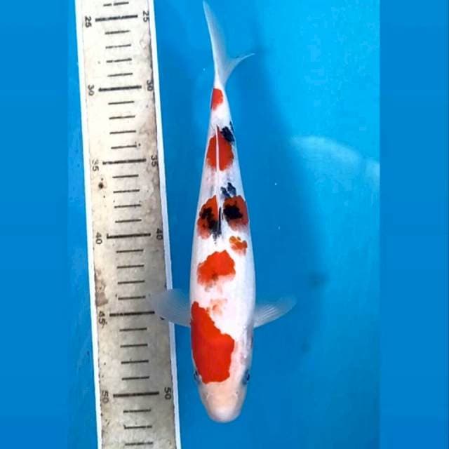 Sanke, 24 cm