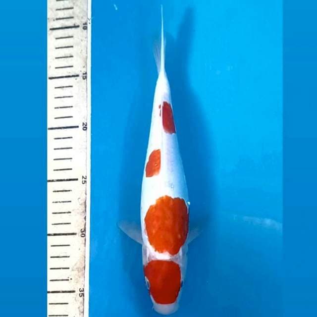 Kohaku doit, 25 cm