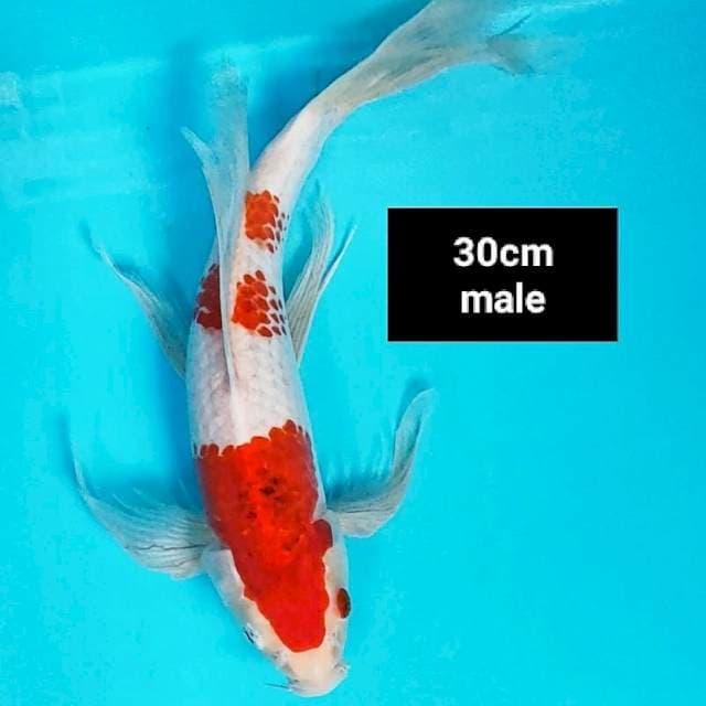 Kumpay ai goromo 30cm male