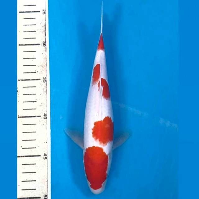 Kohaku, 23 cm