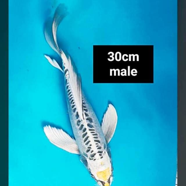 Kumpay tancho metallic 30cm male