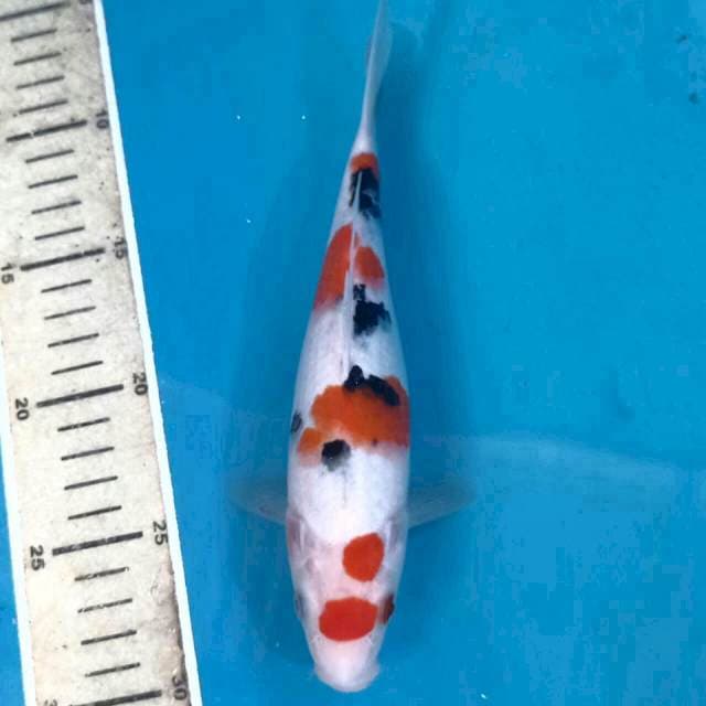 Sanke, 22 cm