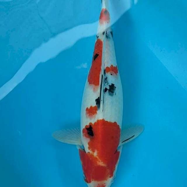 SANKE SETRONG ORIGINAL 38 CM