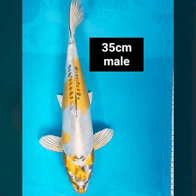 Kiko jos 35cm male